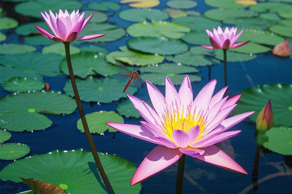 йtyc41183̫()޹˾-ٷվ